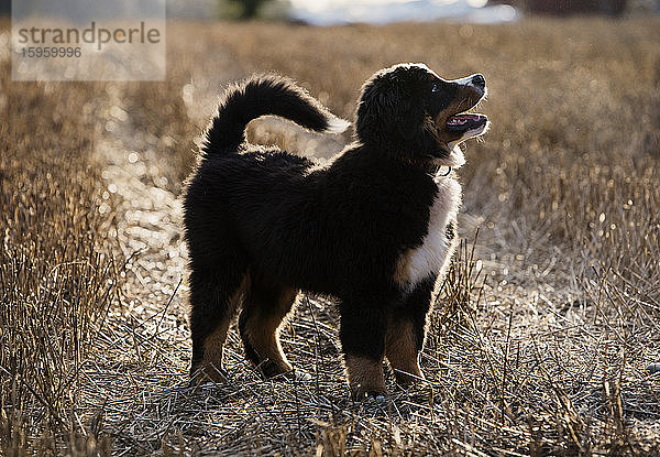 Ein großer Berner Sennenhund  eine Hunderasse mit braunen und weißen Flecken in schwarzem Fell.