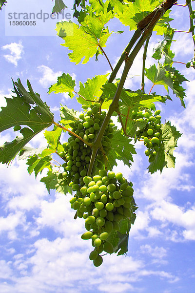 Niedriger Blickwinkel auf Weintrauben  die auf einem Zweig wachsen  Balkan  Kroatien