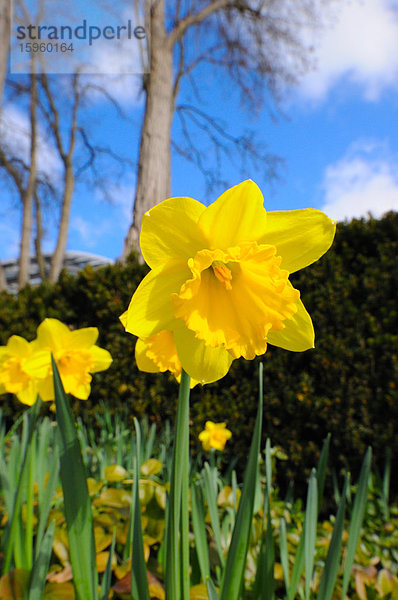 Nahaufnahme einer blühenden Narzissenblüte auf einem Feld