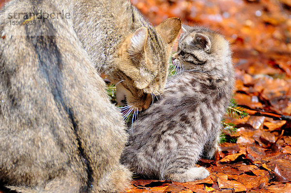 Nahaufnahme einer Wildkatze (Felis silvestris)  die ihre Jungen im Wald leckt