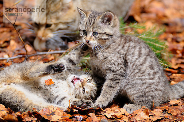 Nahaufnahme von zwei jungen Wildkatzen (Felis silvestris) im Wald
