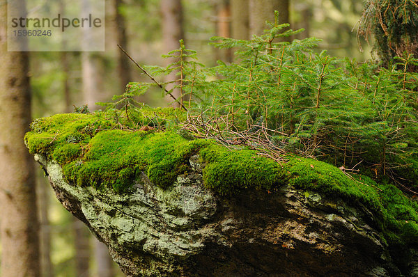 Nahaufnahme von Moos auf Stein  Nationalpark Bayerischer Wald  Bayern  Deutschland
