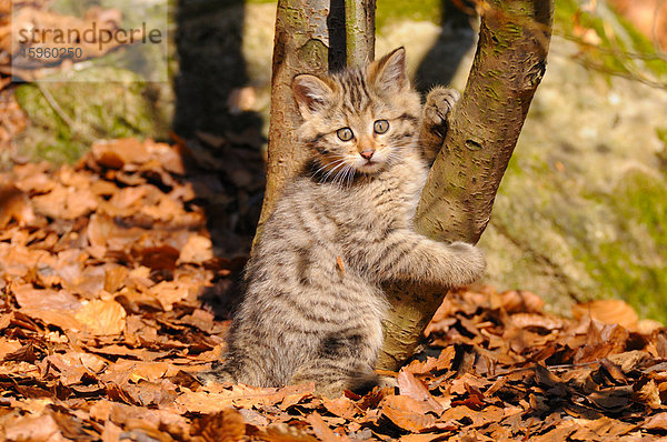 Nahaufnahme einer jungen Wildkatze (Felis silvestris)  die auf einen Baum im Wald klettert