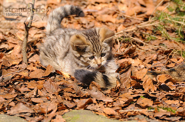 Nahaufnahme einer jungen Wildkatze (Felis silvestris) beim Spaziergang im Wald