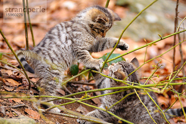 Nahaufnahme von zwei jungen Wildkatzen (Felis Silvestris) beim Spielen im Wald