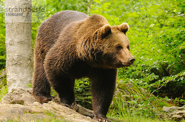 Grizzlybär (Ursus arctos horribilis) auf Nahrungssuche im Wald  Bayerischer Wald  Bayern  Deutschland