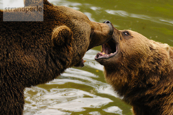 Nahaufnahme eines kämpfenden Grizzlybären (Ursus arctos horribilis)