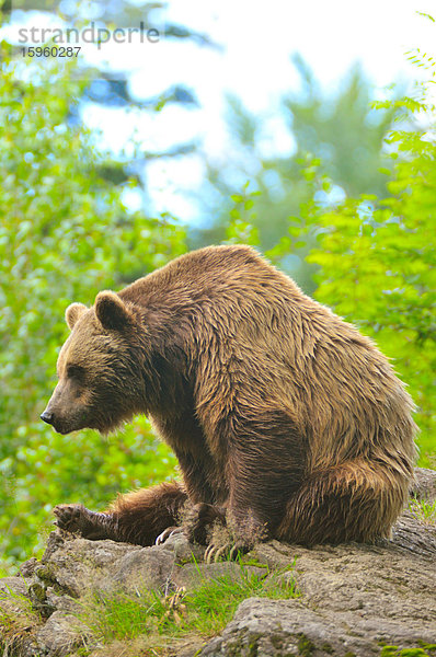 Grizzlybär (Ursus arctos horribilis) auf einem Felsen im Wald sitzend  Bayerischer Wald  Bayern  Deutschland