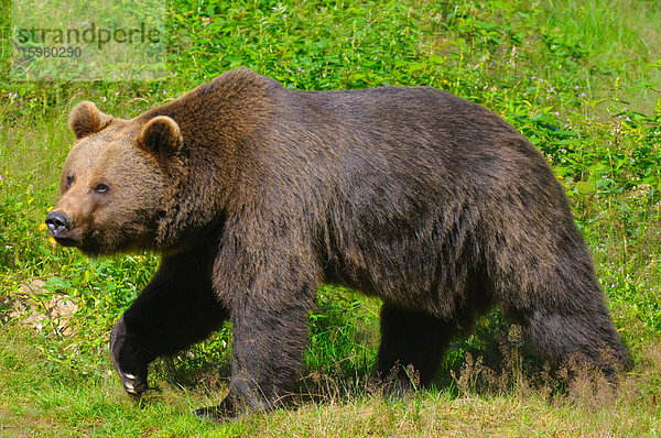 Grizzlybär (Ursus arctos horribilis) bei der Futtersuche im Wald  Bayerischer Wald  Bayern  Deutschland
