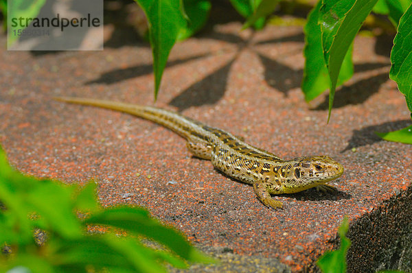 Hochformatige Ansicht einer Zauneidechse (Lacerta agilis)  Deutschland