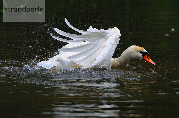 Höckerschwan (Cygnus olor) schlägt mit den Flügeln im Teich