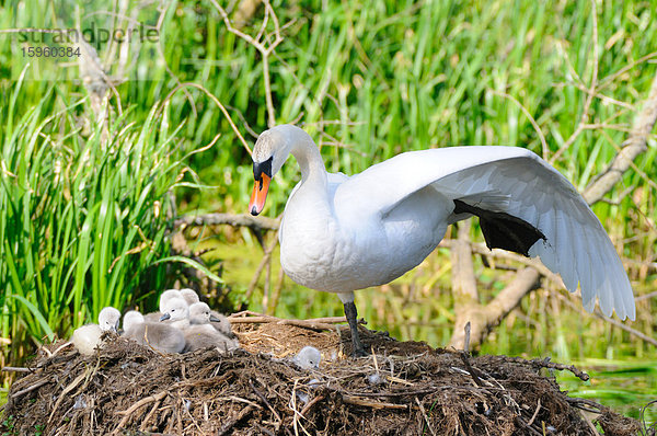 Höckerschwan (Cygnus olor) mit seinen Jungvögeln im Nest
