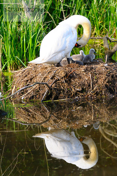 Höckerschwan (Cygnus olor) mit seinen Jungvögeln im Nest