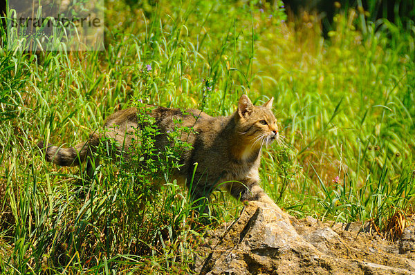 Wildkatze (Felis Silvestris) im Wald
