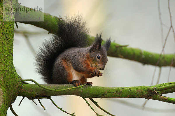Nahaufnahme eines roten Eichhörnchens (Sciurus vulgaris) auf einem Baum  Nationalpark Bayerischer Wald  Bayern  Deutschland