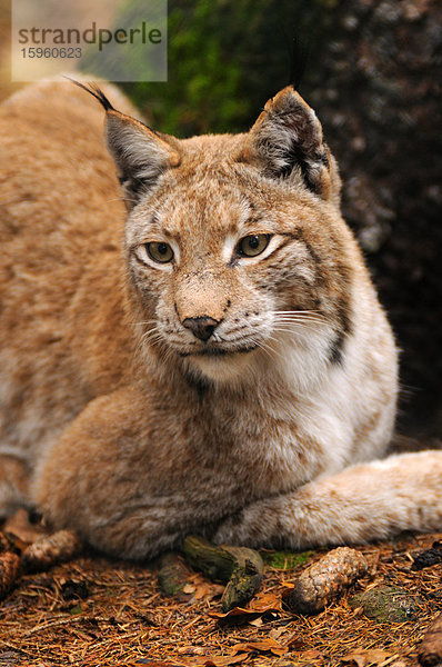 Nahaufnahme einer im Wald ruhenden Bobkatze (Lynx rufus)  Bayern  Deutschland