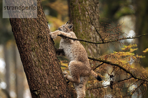 Bobcat (Lynx rufus) klettert auf einen Baum im Wald  Bayern  Deutschland