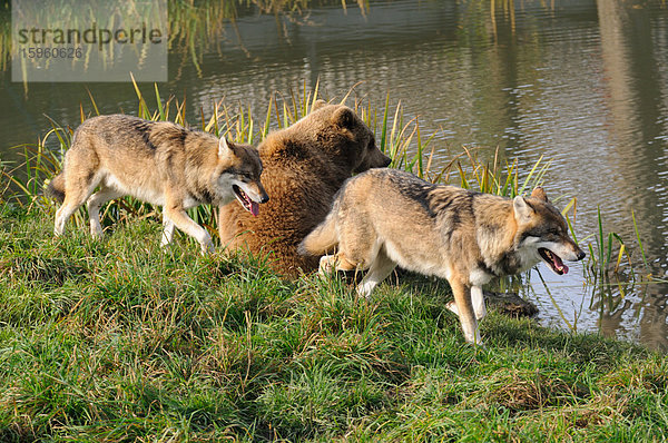 Braunbär (Ursus arctos) und zwei Graue Wölfe (Canis lupus) am Seeufer  Bayern  Deutschland