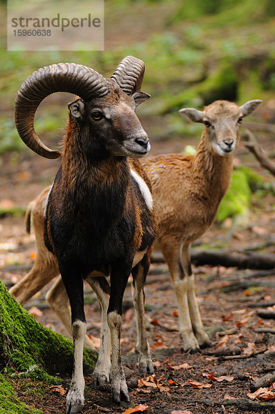 Mufflon (Ovis musimon) stehend im Wald  Bayern  Deutschland