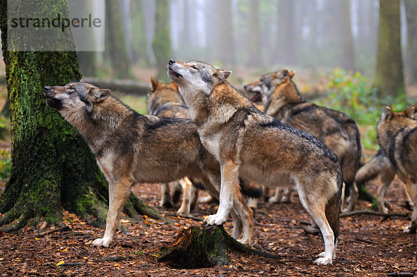 Graue Wölfe (Canis lupus) heulen im Wald