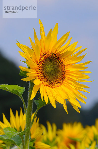 Nahaufnahme einer blühenden Sonnenblume (Helianthus Annus)