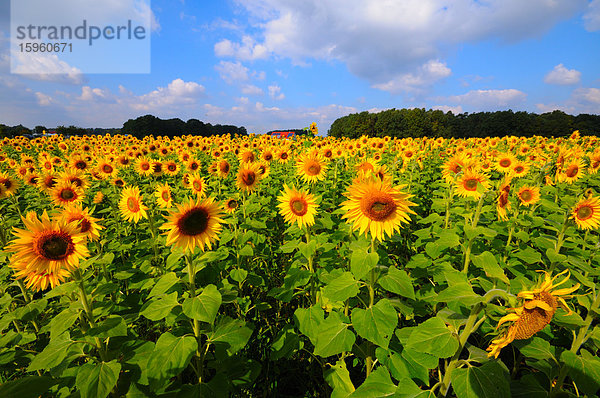 Blühende Sonnenblumen (Helianthus Annus) auf einem Feld