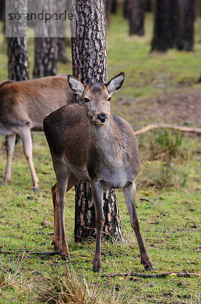 Zwei Rothirsche (Cervus elaphus) stehend im Wald  Bayern  Deutschland