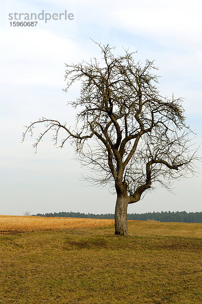 Kahler Baum im Feld  Bayern  Deutschland