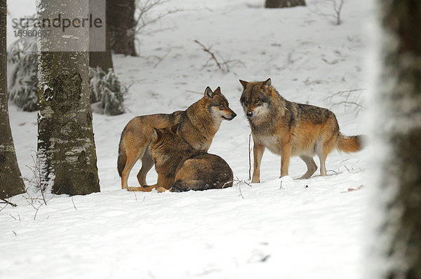 Drei Graue Wölfe (Canis lupus) im Schnee  Nationalpark Bayerischer Wald  Bayern  Deutschland