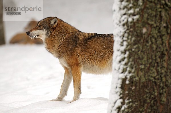 Grauer Wolf (Canis lupus) stehend im Schnee  Nationalpark Bayerischer Wald  Bayern  Deutschland