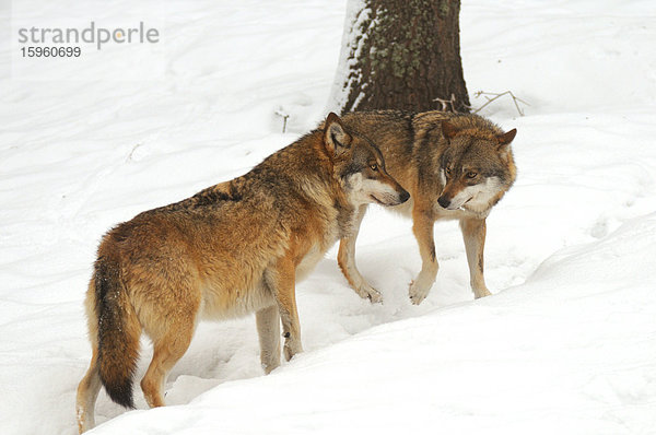 Zwei Graue Wölfe (Canis lupus) im Schnee stehend  Nationalpark Bayerischer Wald  Bayern  Deutschland