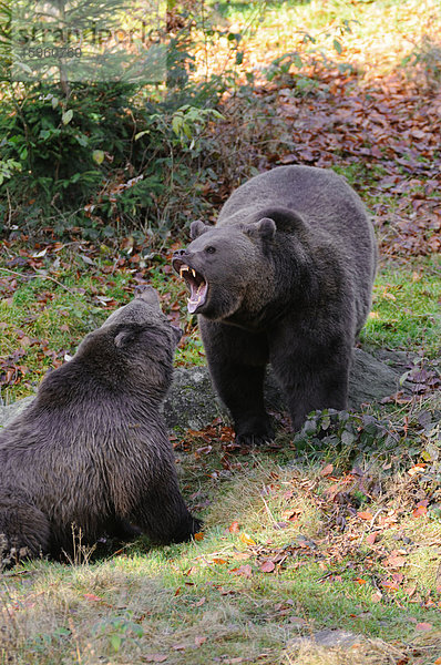Zwei Braunbären (Ursus arctos) kämpfen im Wald  Nationalpark Bayerischer Wald  Bayern  Deutschland