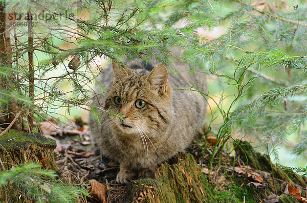 Nahaufnahme einer Wildkatze (Felis silvestris)  sitzend im Wald  Nationalpark Bayerischer Wald  Bayern  Deutschland