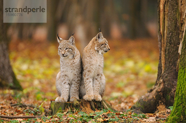 Zwei Rotluchse (Lynx rufus) sitzen im Wald  Nationalpark Bayerischer Wald  Bayern  Deutschland