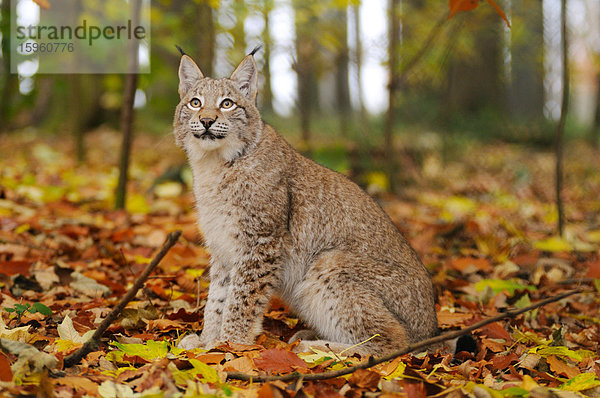 Bobcat (Lynx rufus) sitzend im Wald  Nationalpark Bayerischer Wald  Bayern  Deutschland