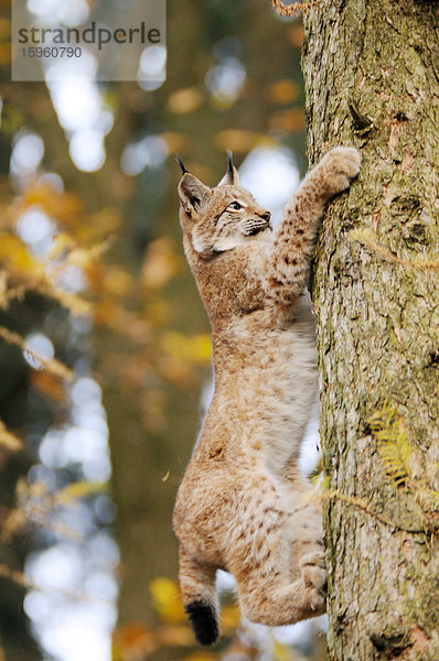 Bobcat (Lynx rufus) klettert auf einen Baum im Wald  Nationalpark Bayerischer Wald  Bayern  Deutschland