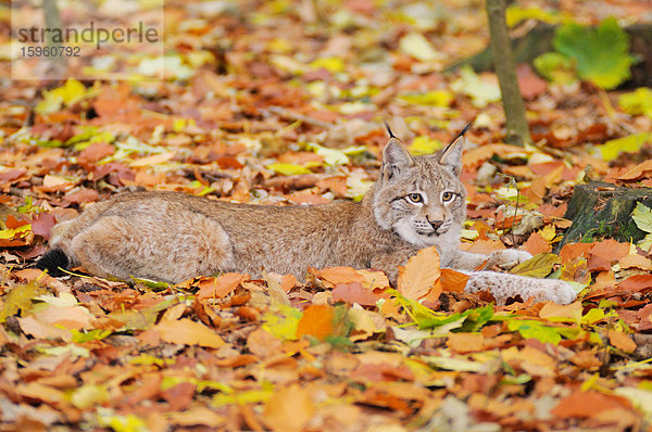 Bobcat (Lynx rufus) rastend im Wald  Nationalpark Bayerischer Wald  Bayern  Deutschland