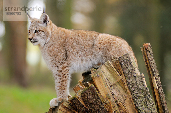Nahaufnahme eines Rotluchses (Lynx rufus)  der auf einem Baumstumpf im Wald steht  Nationalpark Bayerischer Wald  Bayern  Deutschland