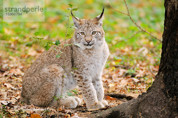 Bobcat (Lynx rufus) sitzend im Wald  Nationalpark Bayerischer Wald  Bayern  Deutschland
