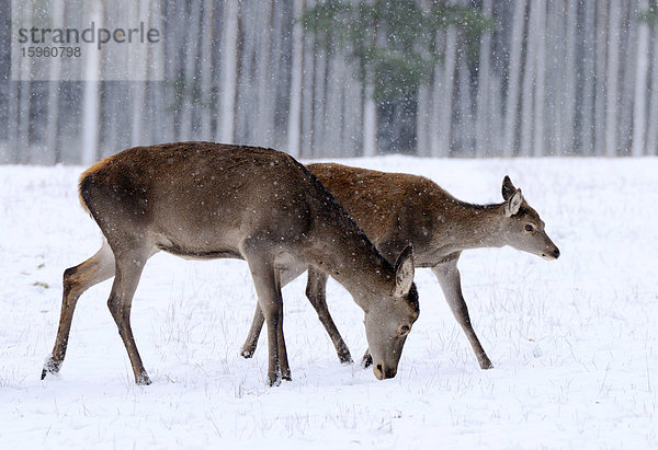 Zwei Rothirsche (Cervus elaphus) im Wald  Franken  Bayern  Deutschland