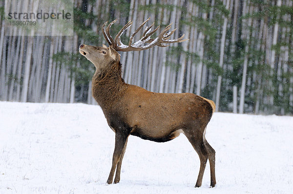 Rothirsch (Cervus elaphus) stehend in einer polaren Landschaft im Wald  Franken  Bayern  Deutschland