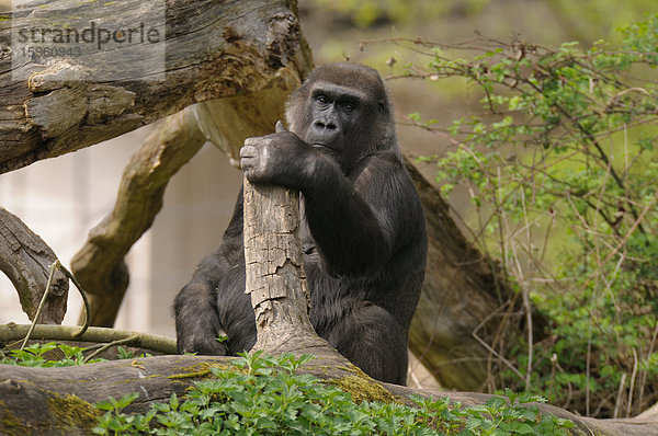 Westliche Flachlandgorilla (Gorilla gorilla gorilla)  Ganzansicht