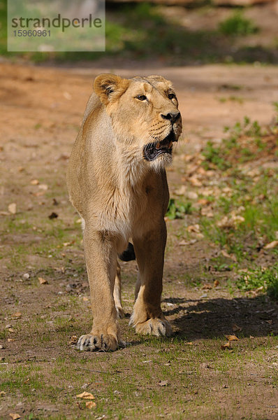 Löwin (Panthera leo)  Ganzansicht