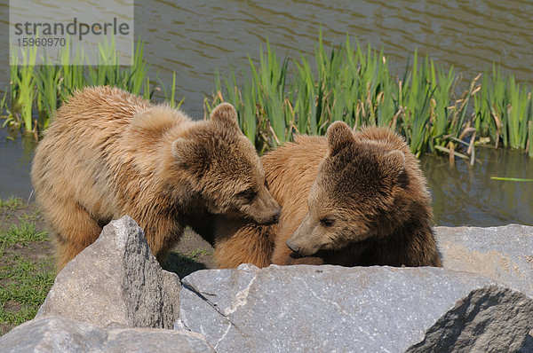 Zwei Braunbären (Ursus Actos) spielen miteinander  Ganzansicht
