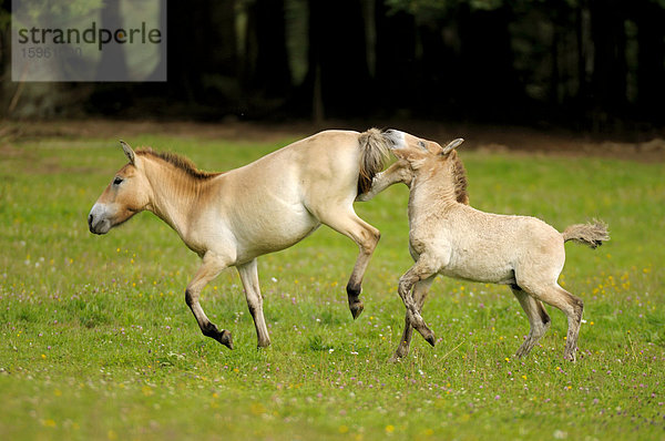 Zwei Przewalskipferde  Equus przewalskii  Bayrischer Wald  Deutschland