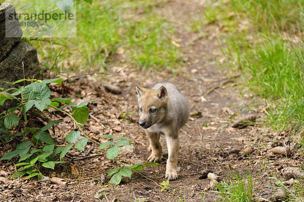 Junger europäischer Wolf  Canis Lupus  Bayrischer Wald  Deutschland