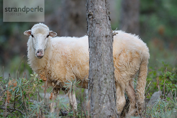 Schaf (Ovis aries) hinter einem Baumstamm stehend  Blick in die Kamera