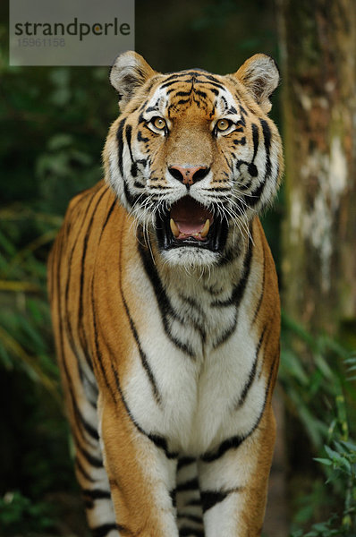 Sibirischer Tiger  Panthera tigris altaica