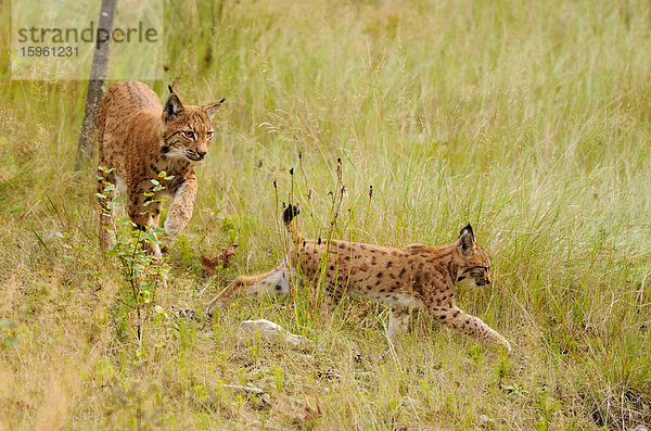 Muttertier und junger Luchs (Lynx lynx) durch hohes Gras streifend  Bayrischer Wald  Deutschland