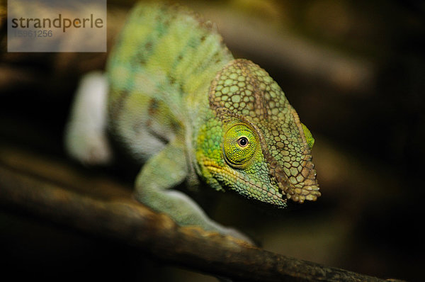 Pantherchamäleon (Furcifer pardalis)  Augsburger Zoo  Deutschland  Close-up